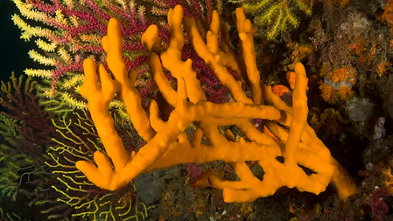 Detall d’Axinella polypoides, una de les esponges d’esquelet silícic més comunes del Mediterrani (Jordi Regàs)