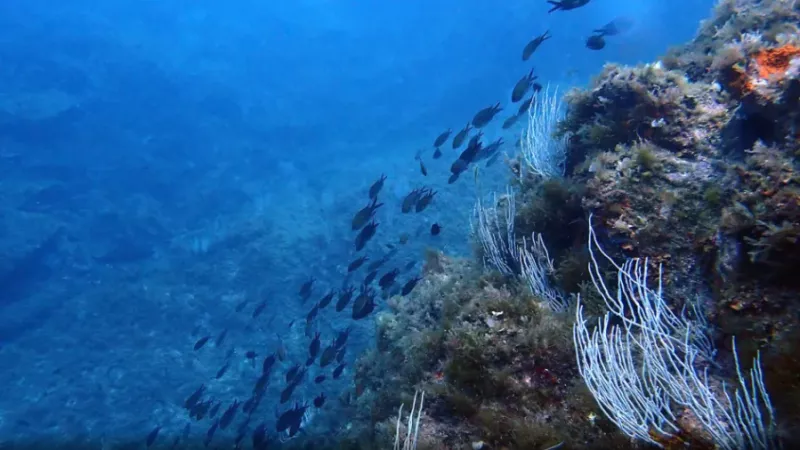 Paret de gorgònies blanques (Eunicella singularis) visitat per castanyoles (Chromis Chromis) a l’illa de S’Encalladora (Vida Marina)