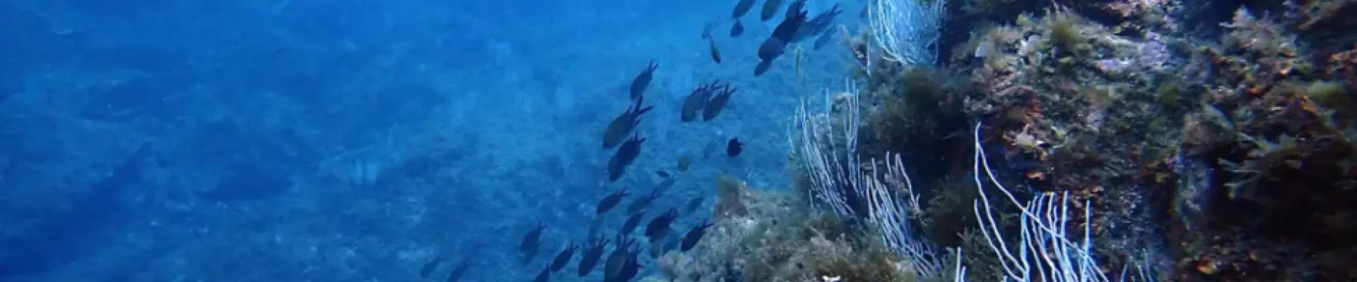 Paret de gorgònies blanques (Eunicella singularis) visitat per castanyoles (Chromis Chromis) a l’illa de S’Encalladora (Vida Marina)