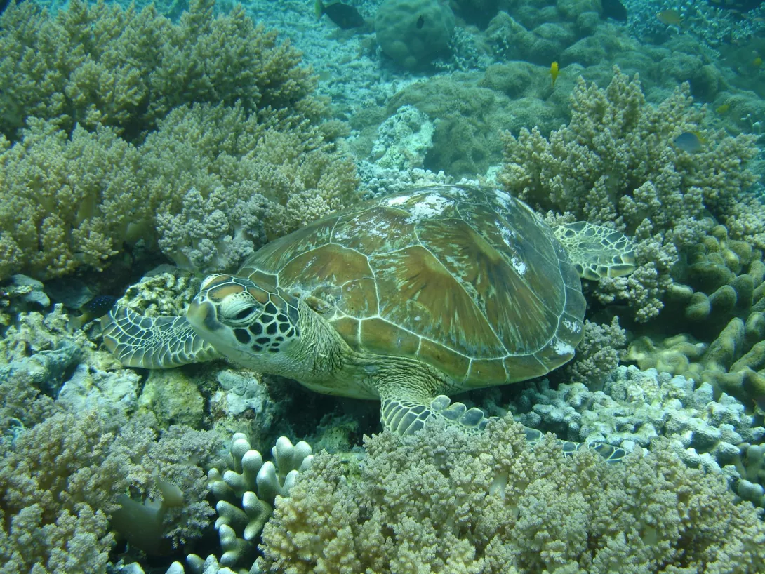 Islas Galápagos (Ecuador)