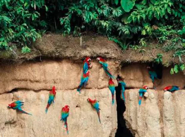 GUACAMAYOS EN EL REFUGIO K'ERENDA HOMET (SPDA)