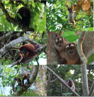 PRIMATES DE LA SERRANÍA DE SAN LUCAS (ACVC)