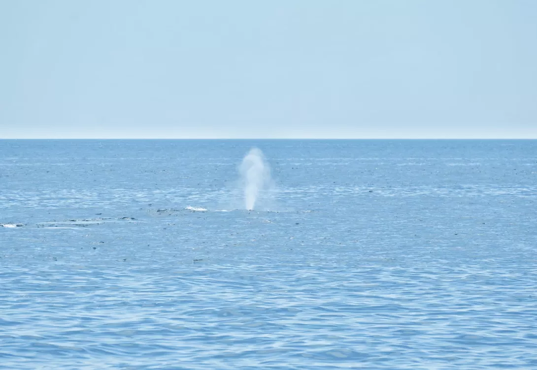 Respiración de un cetáceo en los Canons de Mataró