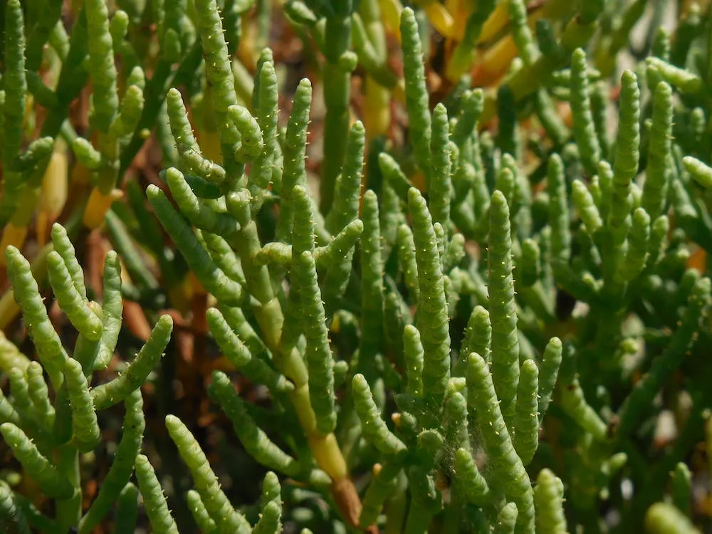 Detalle de Salicornia