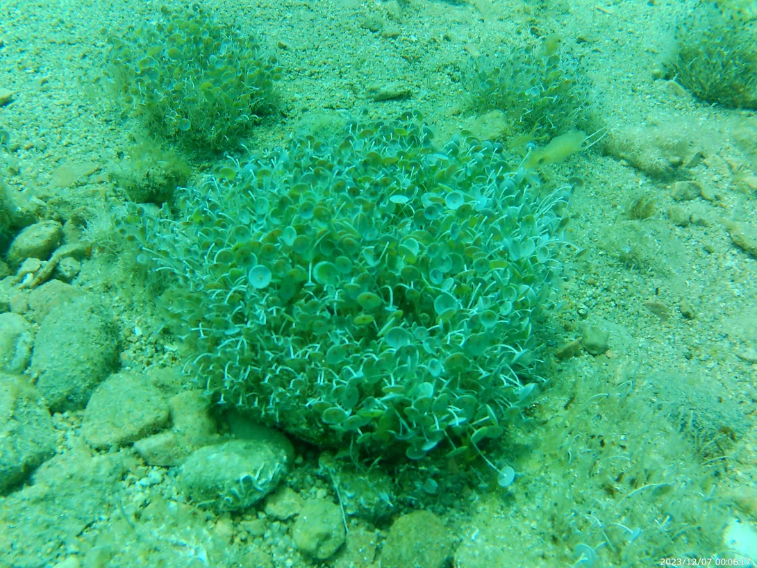 Colònia d’Acetabularia acetabulum, en fons rocosos i sorrencs a sols 5 metres de fondària (Fundació Terra)