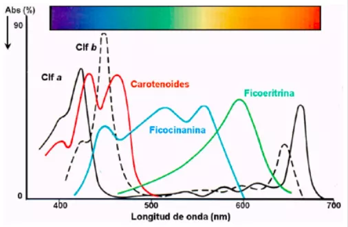 Espectre d’absorció de llum dels diversos pigments que contenen les algues (Històries de Mar)