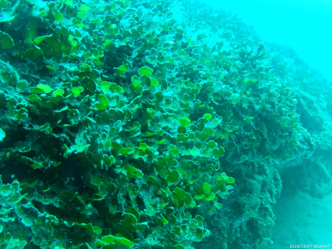 Detall d’Halimeda tuna als fons rocosos de la Roca Muladera a 20 metres de fondària (Fundació Terra)