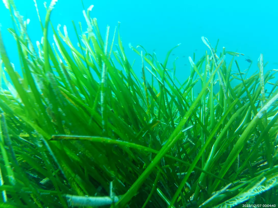 Detall d’un herbassar de Posidonia oceanica (Cala Llevadó, Tossa de Mar, Fundació Terra)
