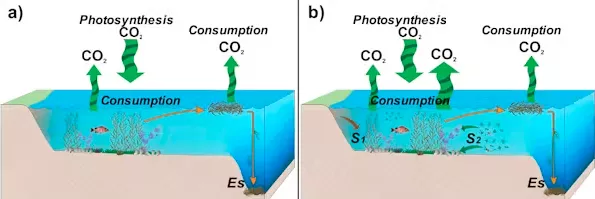 Reducció de la captura de CO2 pels organismes associats a les algues marines (The Conversation)
