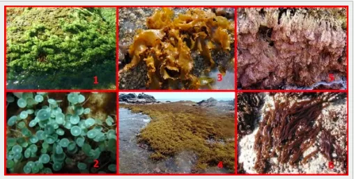 Tipus d’algues en funció dels seus pigments. VERDES: Ulva rigida, Acetabularia acetabulum; BRUNES: Rissoella verruculosa, Cystoseira mediterránea; VERMELLES: Corallina elongata, Nemalion helmintoides (Històries de Mar)