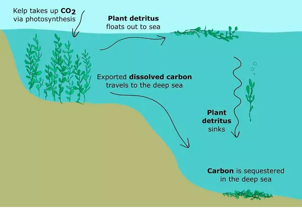 FIGURA 6: Vies per al segrest de carboni de macroalgues en el mar profund (Krause-Duarte 2016)