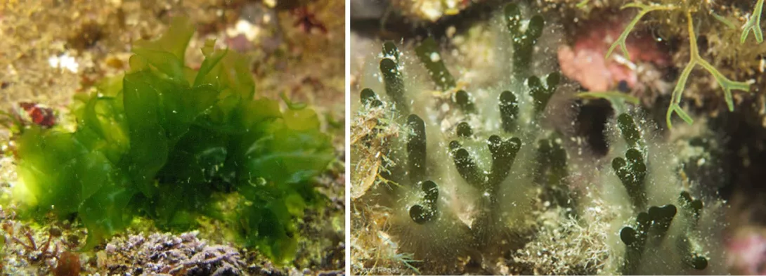 Detalls d’Ulva lactuca i de Codium vermilara (Club d’Immersió de Biologia, CIB)