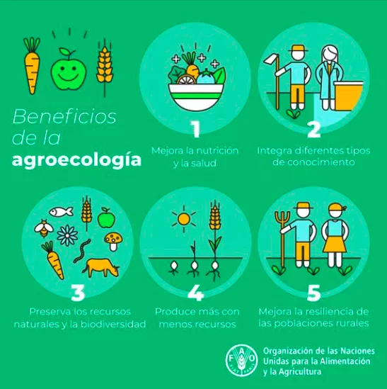 Elaboració gràfica sobre els beneficis que comporta l’agroecologia (FAO, 2022)