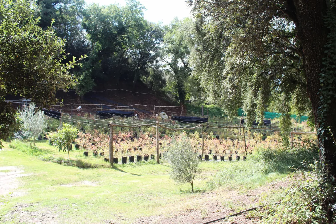 1 Entrada de la finca amb la plantació de Nabius (Vaccinium myrtillus)