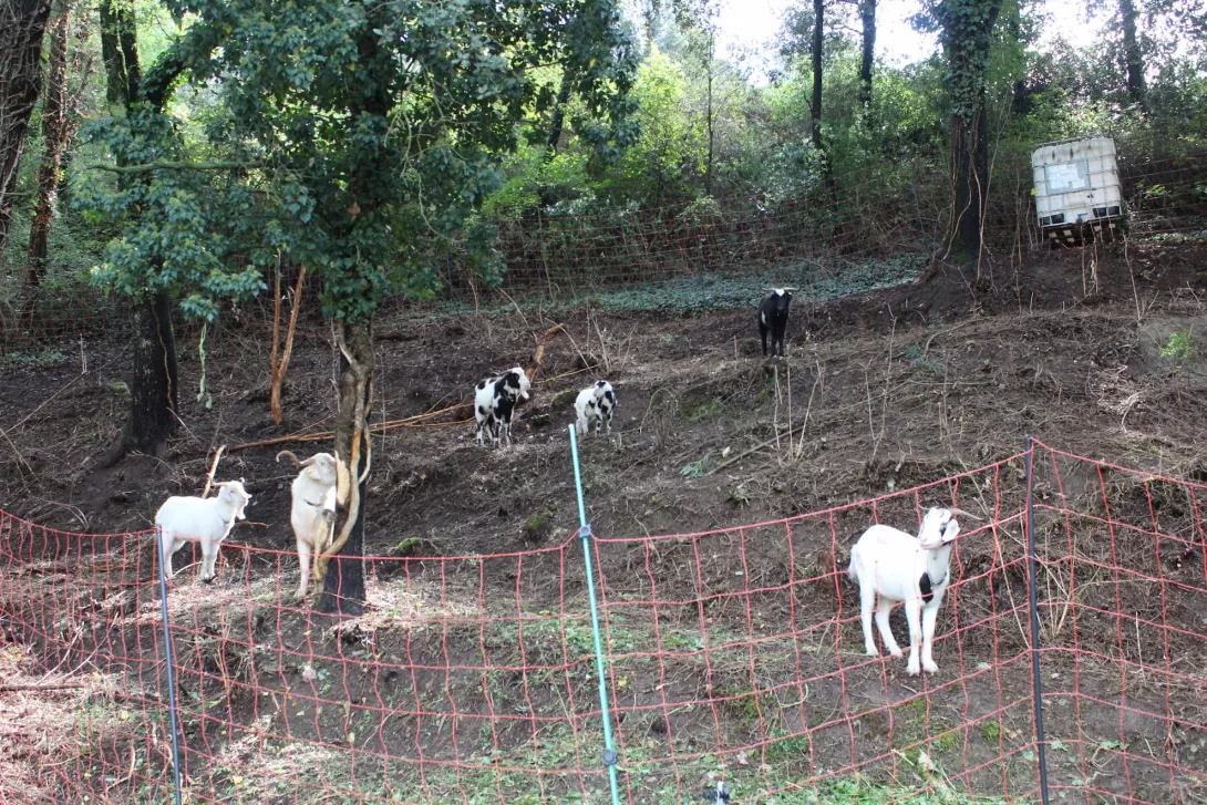 16 Cabres de Rasquera en el tancat perimetral que va canviant