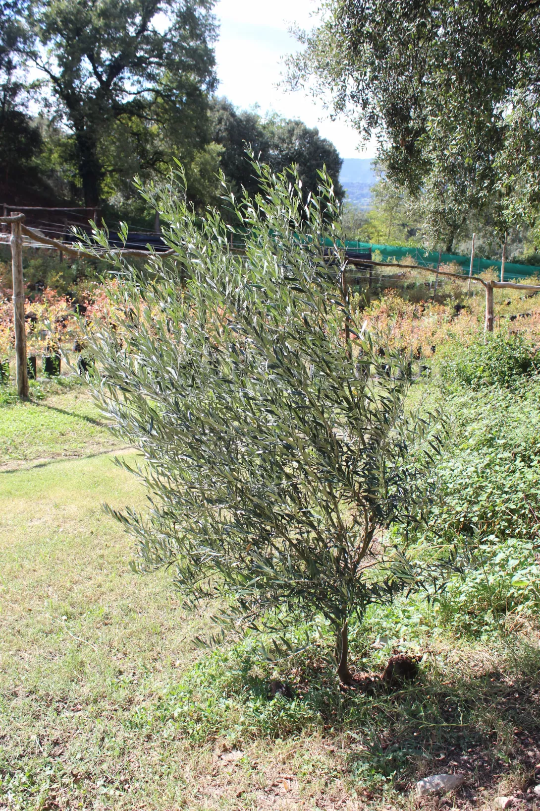 19 Olivera (Olea europaea)