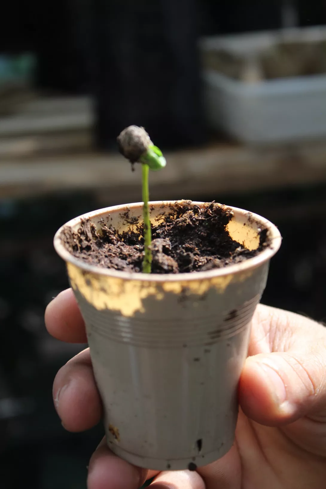 3 Mostra d'una llavor germinada de cafè (Coffea arabica)