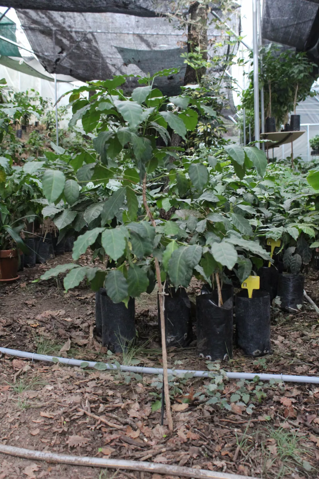 5 Arbust de cafet plantat al terra