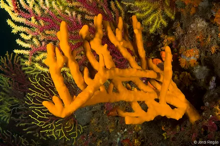 Detall d’Axinella polypoides, una de les esponges d’esquelet silícic més comunes del Mediterrani (Jordi Regàs)