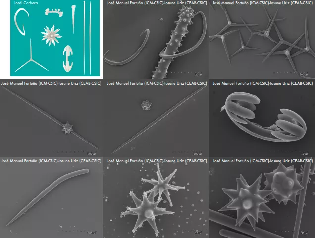 Imatges i fotografies al microscopi de diferents tipus d’espícules silícies (El Mar a Fons)