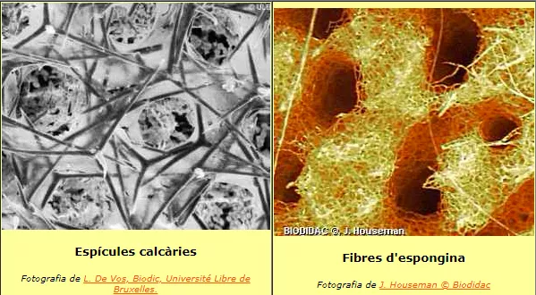 Diferència visual entre les fibres d’espongina (dreta) i les espícules calcàries (esquerra) de l’esquelet de dues esponges marines (Xarxa Telemàtica Educativa de Catalunya, Xtec.cat)