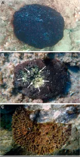 Fases de mortalitat de l’esponja Sarcotragus foetidus en l’estudi dut a terme a les costes de Turquia (Frontiers in Marine Science, 2023)