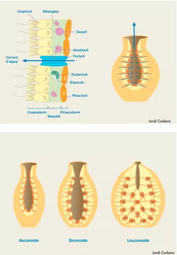 Representació dels diferents tipus cel·lulars i dels sistemes de circulació i organització de les esponges (El Mar a Fons, Jordi Corbera)