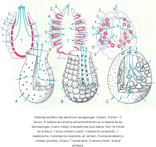 Parts i estructures diferenciades del sistema aqüífer d’una esponja (Enciclopedia.cat)