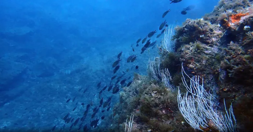 Paret de gorgònies blanques (Eunicella singularis) visitat per castanyoles (Chromis Chromis) a l’illa de S’Encalladora (Vida Marina)