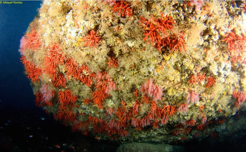 Parets de corall vermell (Corallium rubrum) als fons de S’Encalladora (Vida Marina)