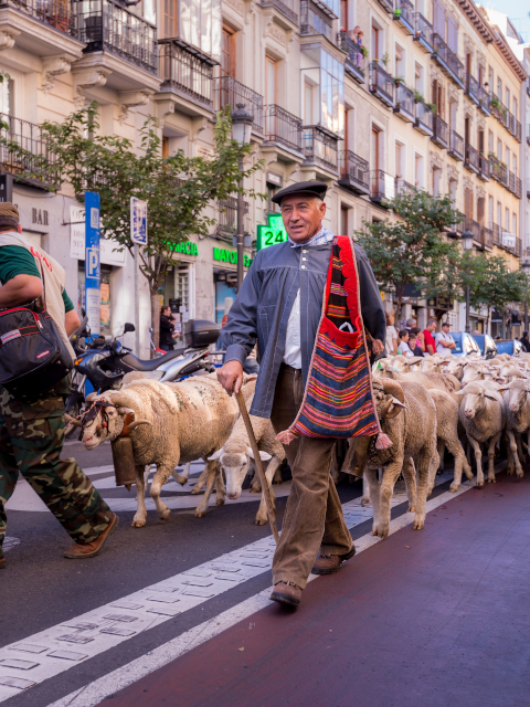 Rebaño ovino desfilando en XX fiesta de la trashumancia, Madrid
